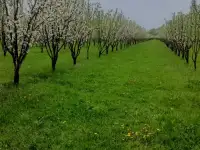 Продам яблоневый сад, фотография 3