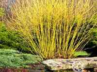 Дерен флавирамеа