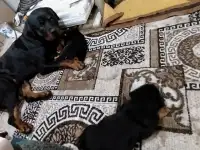 Продам, фотография 3