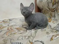 Велюровые, донские красавцы сфинксы, ждут своих хозяев!!!, фотография 8
