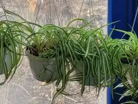 Хлорофитум, фотография 4