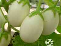 Семена Баклажан Пинг-понг F1