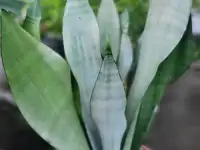 Продам Сансевиерию, фотография 3