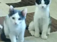 Срочно отдам котят в заботливые руки, фотография 2