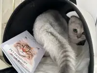 Скоттиш фолд котенок, фотография 3