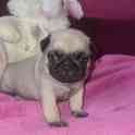 продам щенка мопса, фотография 4