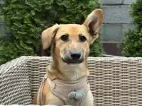 Щенок в хорошие руки, фотография 2