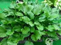 Хоста Стирфри (SM)