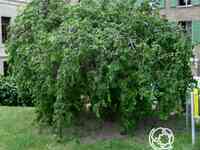 Лещина обыкновенная