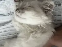 Продаю Кошку 5-6 месячную в добрые руки, фотография 7