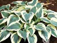 Хоста фирн лайн (m)