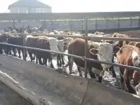 СХ скотоводство, фотография 2