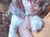 щенки английский сеттер, фотография 3