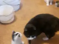 отдам котят в хорошие руки, фотография 2