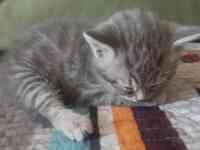 Котята британцы, фотография 3