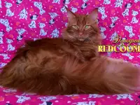 Мейн Кун красный солид. Шоу класс. Питомник, фотография 6