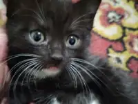 Отдам котят, фотография 2