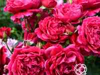 Роза зайед оф абу-даби, гийо