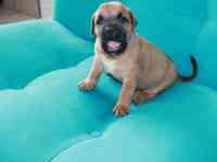 Продам щенков Канарского дога, фотография 8