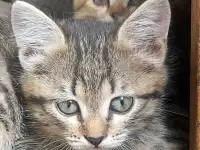 Котята-тигрята в дар, фотография 3