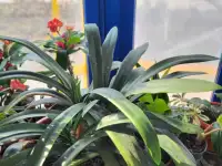 Продам Кливию, фотография 2