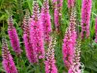 Вероника длиннолистная Роял Пинк