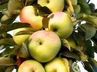 Яблоня колоновидная чаровница