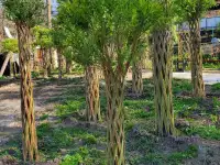 Плетеная ива (сибирская пальма) для Вашего сада!, фотография 7