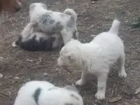 Продается ПАРОДИСТЫЕ щенки! Срочно, фотография 6