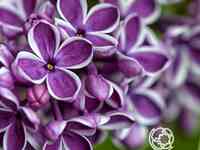 Сирень сенсация