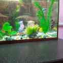 Аквариум с рыбками, фотография 4