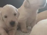 Продаются щенки породы Золотистый Ретривер, фотография 3
