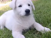 Щенок белой швейцарской овчарки, фотография 2