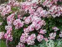 Роза балерина, гийо