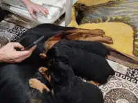 Продам, фотография 10