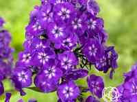 Флокс метельчатый Пепл Кисс