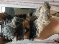 Продам, фотография 2