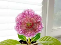 Глоксинии. Комнатные цветы., фотография 10