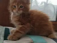 Котята Мейн Кун, фотография 4