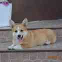 Вельш Корги Пемброк, девочка, фотография 5