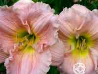 Лилейник Барбара Митчелл