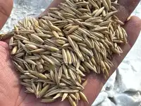 ЗЕРНО В МЕШКАХ, ОТРУБИ, МУКА, СЕЧКА, ЯЧМЕНЬ, ОВЕС, фотография 2