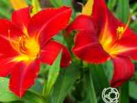 Лилейник Анзак