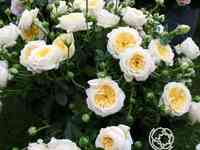 Роза патриция кент, харкнесс