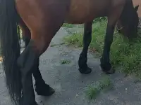 Продам жеребца, фотография 4