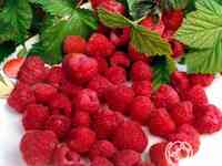 Малина Барнаульская