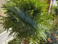 Туя Тини Тим,Мириам,Даника, фотография 3