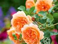 Роза дама джуди денч, д.остин кустарниковая