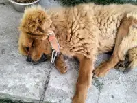 Собачьи царь! Тибетский мастиф! Гордость хозяев!, фотография 5