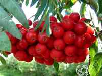 Рябина Моравская